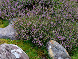 Heather plants with delicate purple flowers are growing amongst large rocks and green moss in the Irish landscape. The plants fill much of the space.