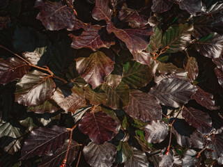 A close-up captures many vibrant purple beech leaves intertwined with branches, creating a rich, textured pattern in natural sunlight during the Autumn.