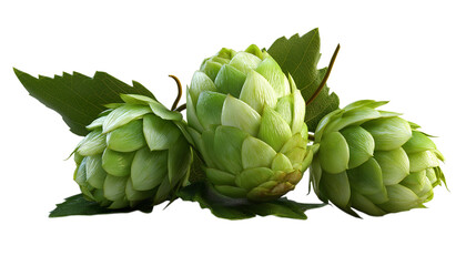 Fototapeta premium Cluster of Green Hop Cones with Leaves on Transparent