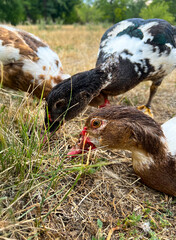 Close-up of three Muscovy ducks grazing on dry grass in a field. The birds are actively pecking at the vegetation, surrounded by a natural, dry summer landscape.