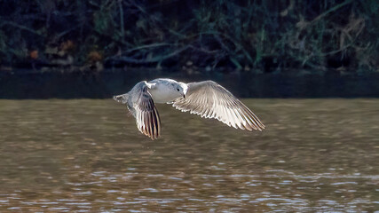 Seagulls flying over the calm lake