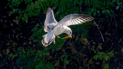 Seagulls flying in the sky