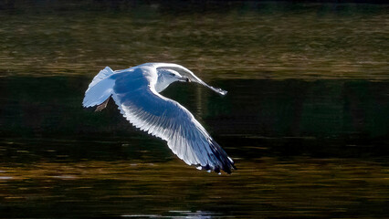 Seagulls flying over the calm lake