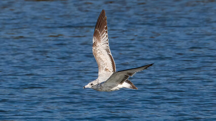 Seagulls flying over the calm lake