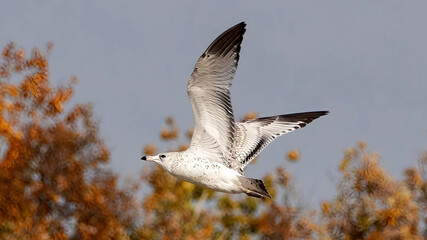 Seagulls flying in the sky