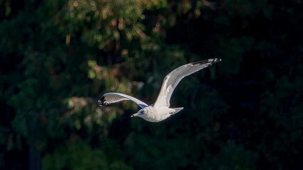 Seagulls flying in the sky