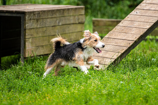 Adorable happy scruffy dog running on the grass near agility ramp in an outdoor training area in a dog park