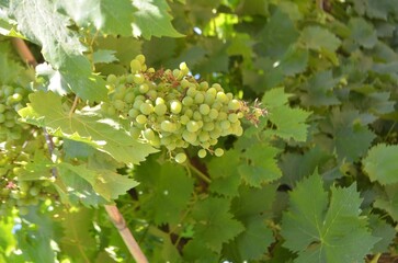 close up of grapes on vine