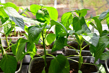 Pepper seedlings growing indoors in containers under sunlight