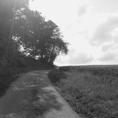 road in the field
