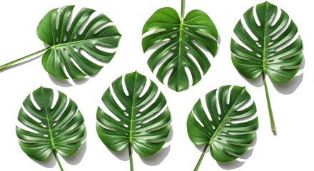 Obraz premium Six green monstera leaves isolated on white background