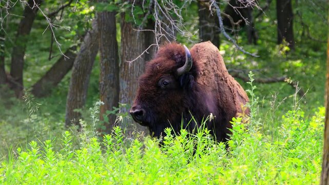 A powerful close-up video captures wild buffalos within a forest setting