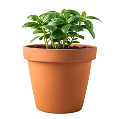 Fototapeta premium Healthy green basil plant growing in a classic terracotta pot isolated on transparent background