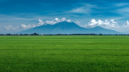 Fototapeta premium Lush green rice paddy stretches to a mountain range under a vibrant blue sky.
