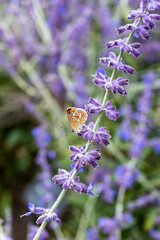 Common Blue Butterfly Female