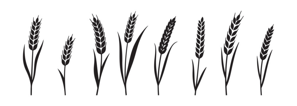 Wheat Ears Silhouette Set, A collection of seven black vector icons depicting various styles of wheat and rye ears with stalks