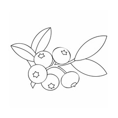 Blueberries on a branch with leaves blueberry fruit