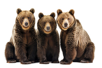 Obraz premium Modern Polar Bears Isolated on Transparent Background, Ideal for Art Projects