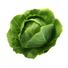 Fototapeta premium cabbage isolated on white background
