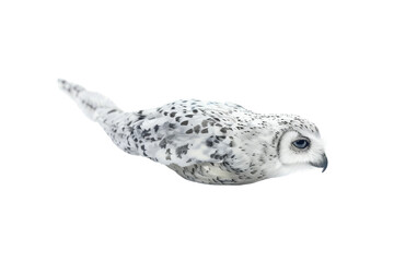 Beautiful Image of white Owl black dots on it on clear background