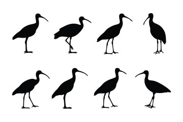 Obraz premium Elegant Ibis Silhouette Array: A collection of graceful ibis silhouettes, perfectly captured in elegant poses and striking monochrome contrast.