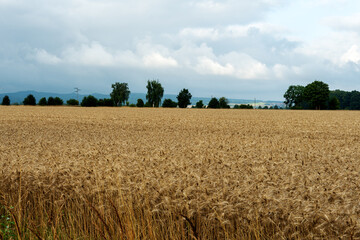 Ein goldenes Kornfeld unter dramatisch bewölktem Himmel. Am Horizont eine Baumreihe und sanfte Hügel des Harzer Vorlands.