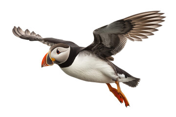 Majestic Puffin Isolated on Transparent Background