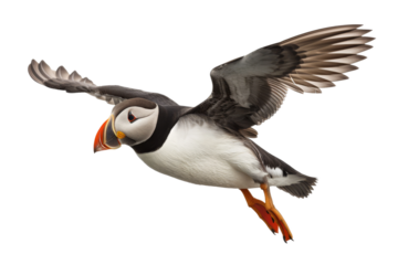 Majestic Puffin Isolated on Transparent Background