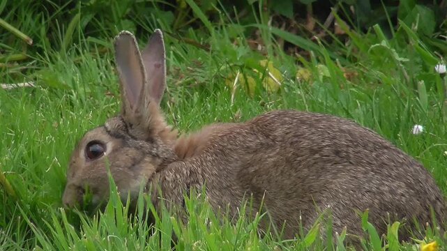 European Rabbit (Oryctolagus cuniculus) Grazing in a Field or Grassy Meadow