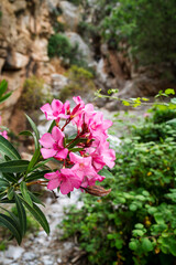 Pink Wildflowers in Rocky Gorge at Mavrolimni Greece