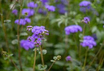 Fototapeta premium Close up of Blue Ageratum Plant on Black Background