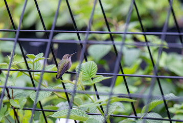 Close up of Hummingbird Relaxing on Garden Trellis in Lush Garden
