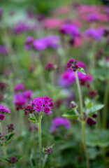 Ageratum Red Flint Growing in Garden