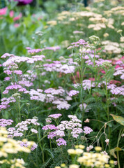 Close up of Blooming Yarrow Herb in Summer