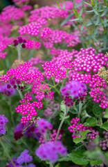 Obraz premium Close up of Blooming Yarrow Herb in Summer
