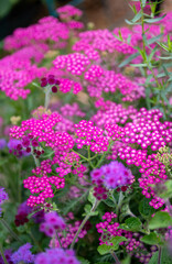Obraz premium Close up of Blooming Yarrow Herb in Summer
