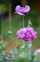 Close up of Large Double Blooms Pink Peony Poppies