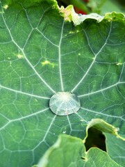 nasturtium leaves, a drop of water on a nasturtium leaf, plants after rain, rain on leaves