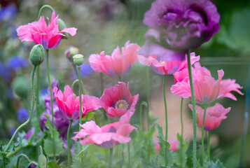 Garden Full of Various Poppy Flowers