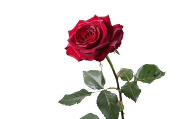 Elegant Red Rose Isolated on Clear Transparent Background Perfect for Romantic and Floral Designs or Botanical Illustrations in High-Resolution Images