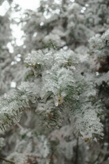 Ice-Covered Pine Branches Winter Wonderland Scene