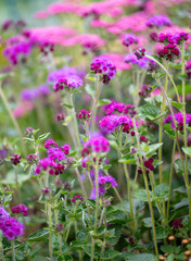 Obraz premium Ageratum Red Flint Growing in Garden
