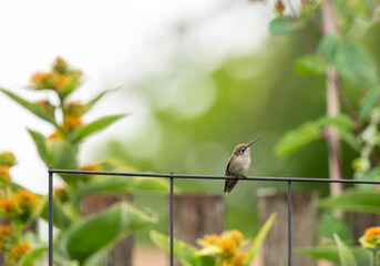 Tiny Hummingbird Sitting on Trellis Wire Taking a Break from Feeding