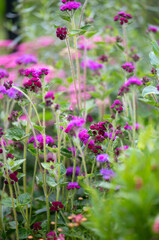 Ageratum Red Flint Growing in Garden