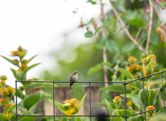 Obraz premium Tiny Hummingbird Sitting on Trellis Wire Taking a Break from Feeding