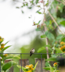 Tiny Hummingbird Sitting on Trellis Wire Taking a Break from Feeding
