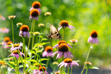 Butterfly in a Summer Garden