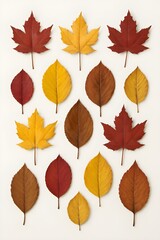 autumn leaves isolated on white