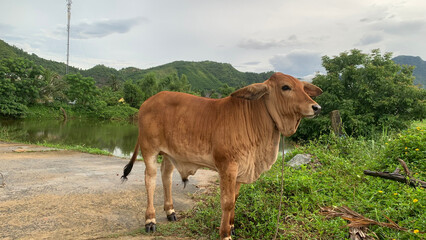  The Brown Cow and the Rolling Hill.