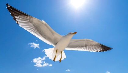 Fototapeta premium Seagull soaring in a vibrant blue sky